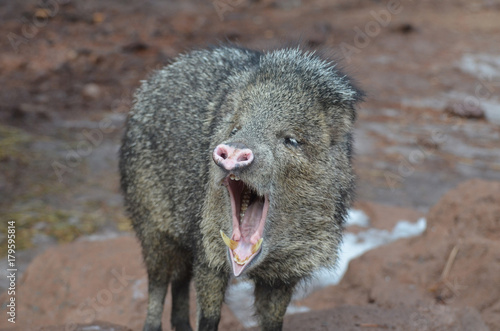 Large javeline hog making noise with its mouth wide open