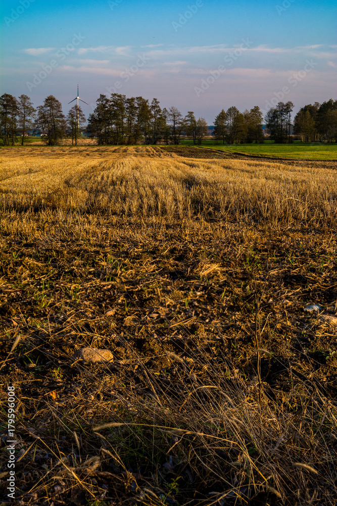 Fototapeta premium Polskie Pole