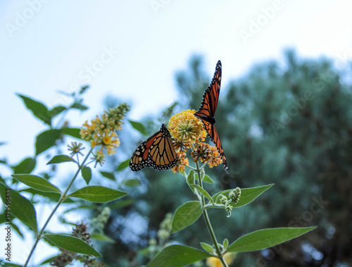 Monarchs on butterfly bush