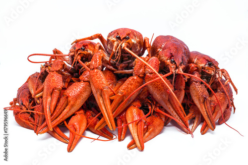 red crawfish with large claws, isolated on white background.