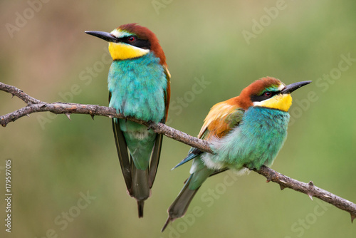 Two bee-eaters (Merops apiaster) sitting on a branch