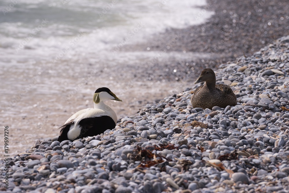 Closeup portrait of the pair of Eider ducks sitting on the water line on the pebble beach of the coast of Nord sea on Helgoland island during the spring time. Wilderness nature and beautiful Closeup portrait of the pair of Eider ducks sitting on the water line on the pebble beach of the coast of Nord sea on Helgoland island during the spring time. Wilderness nature and beautiful