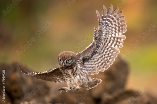 Young little owl (Athene noctua) is flying with prey