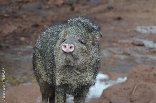 Adorable wild javerline pig standing on mud