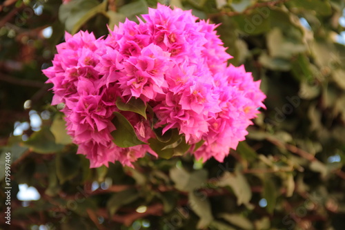 tropical glower