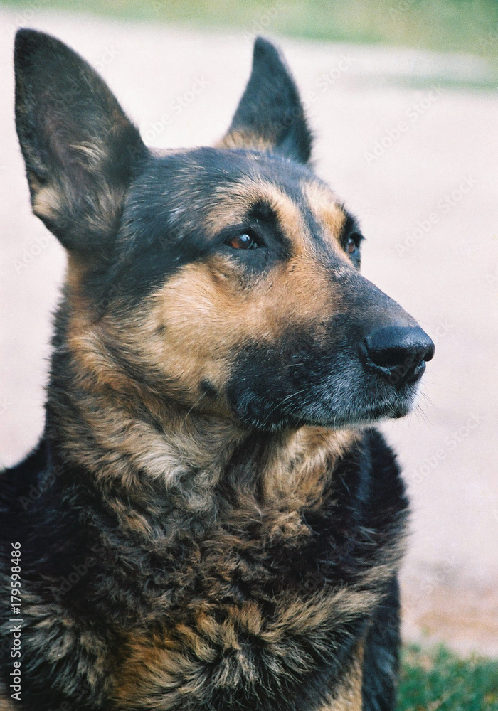 Naklejka premium Юлбарс