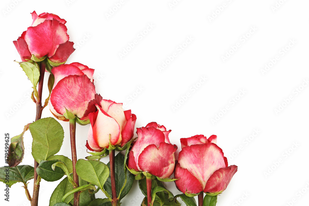 Beautiful red roses isolated on white Beautiful red roses isolated on white