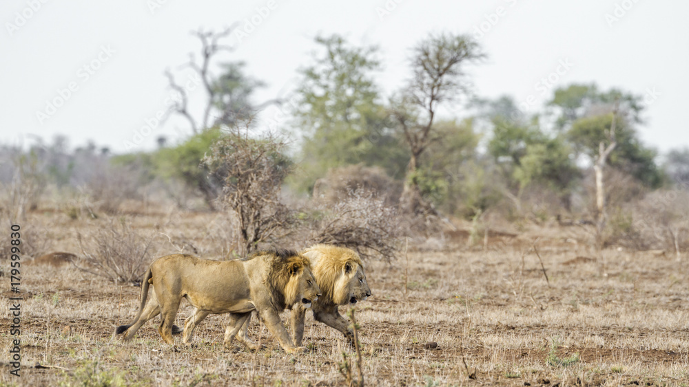 Naklejka premium African lion in Kruger National park, South Africa