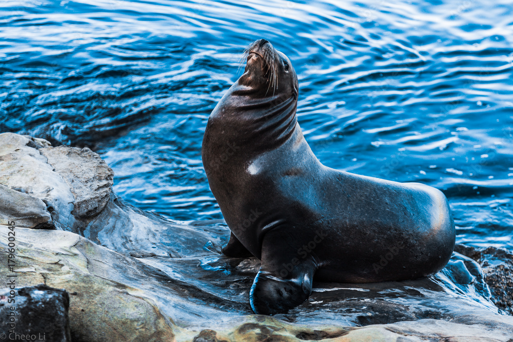 Fototapeta premium Cheeo Li in San Diego La Jolla