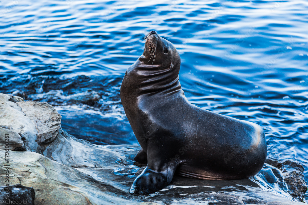 Fototapeta premium Cheeo Li in San Diego La Jolla 