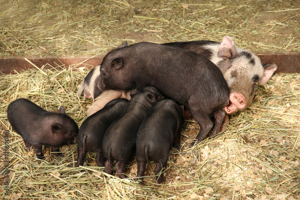 Pig with cute black piglets in petting zoo Pig with cute black piglets in petting zoo