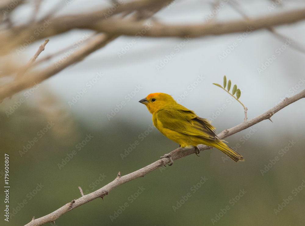 Finch Bird on Branch
