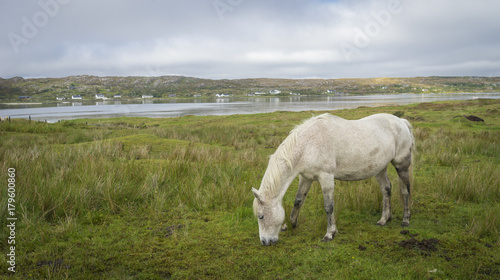 Cheval blanc moucheté d'Irlande de profil qui broute devant une rivière