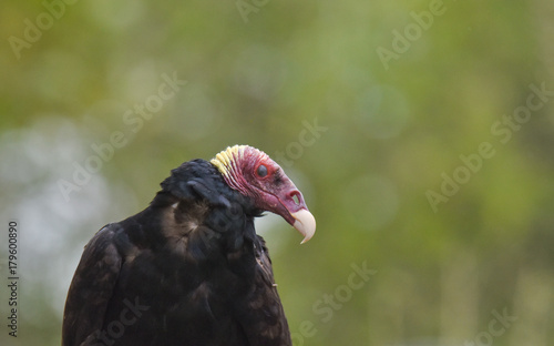 Turkey Vulture © John