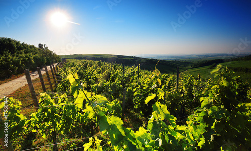 Vineyard in Villany Hungary  panorama view