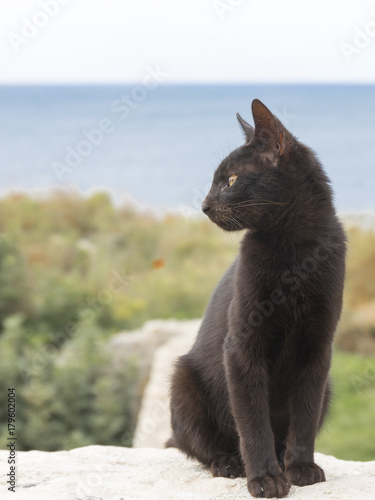 beautiful smart black cat