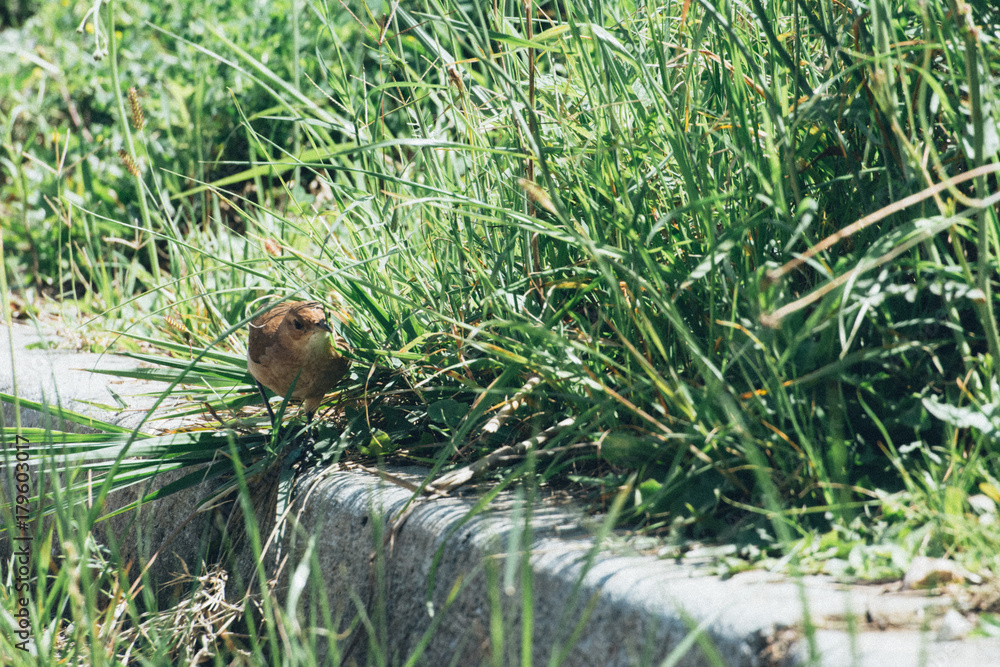 Obraz premium Pardal