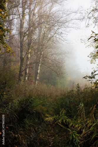 Autumn landscape in forest. Old birches in heavy fog in morning. Mysterious mood