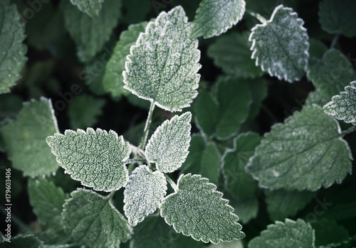 Fresh frost on dark green nettle leaves photo