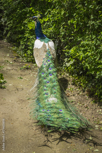 Pfau