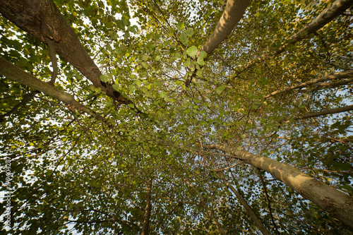 robinia forest, in the adda park