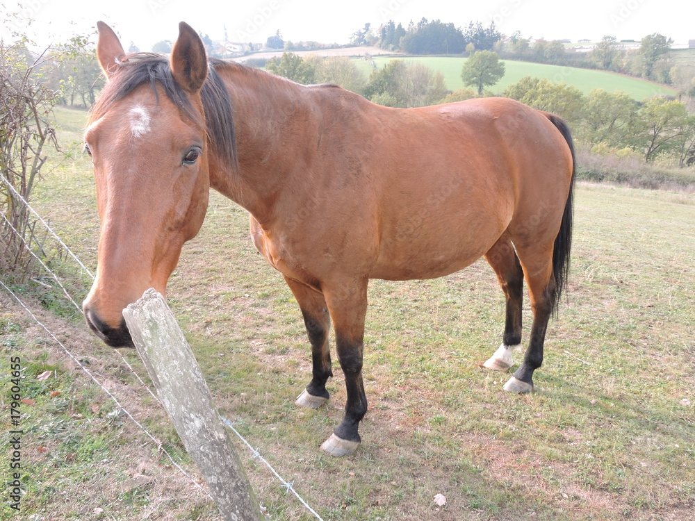 cheval cheval