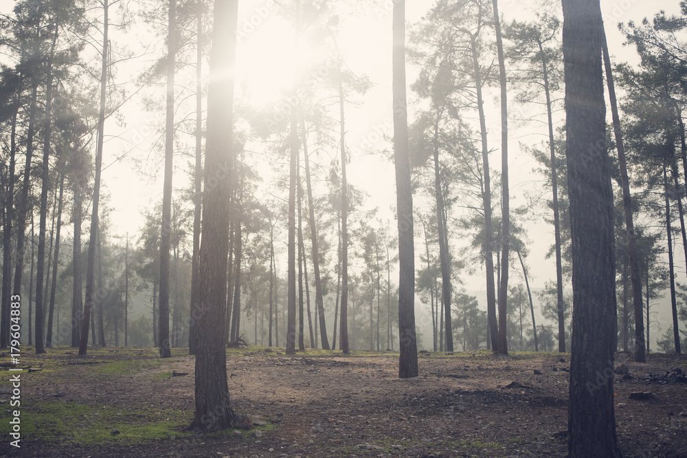 Naklejka premium israel forest