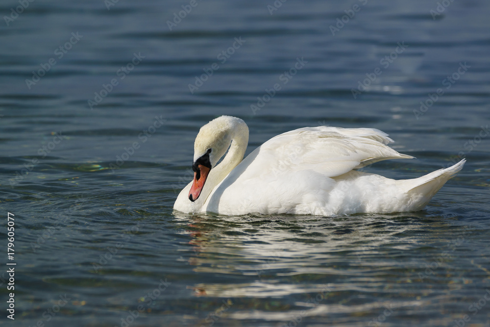 Single white adult mute Swan (lat. Cygnus olor) is a bird of the duck family - curved neck Single white adult mute Swan (lat. Cygnus olor) is a bird of the duck family - curved neck