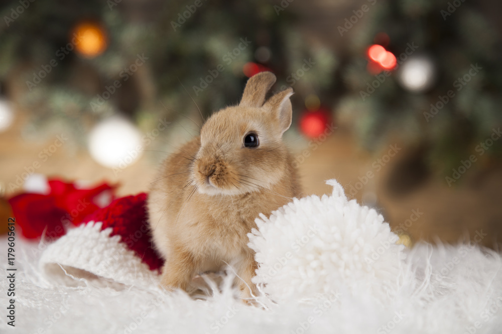 Fototapeta premium Holiday Christmas bunny