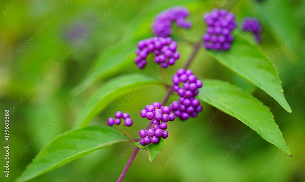 Purple berries of the Beautyberry plant (Callicarpa) in the fall Purple berries of the Beautyberry plant (Callicarpa) in the fall