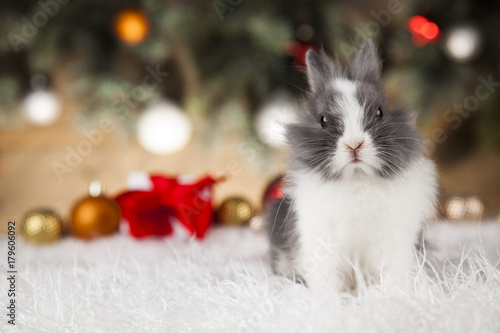 Little santa bunny on Christmas background © Sebastian Duda