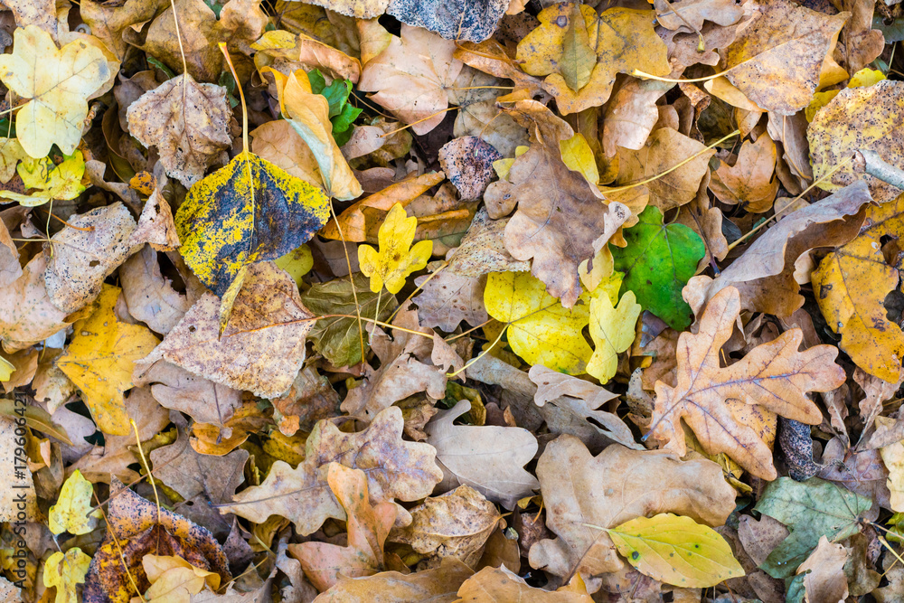 Fall leaves background