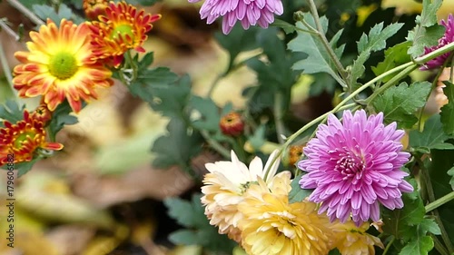 Autumn flowers in the city park