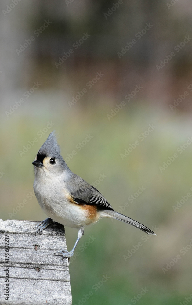 Fototapeta premium Titmouse 
