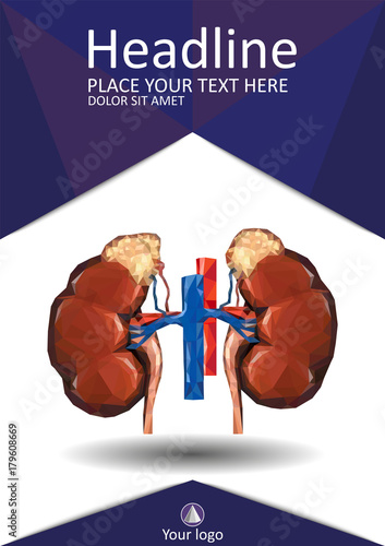 Cover template with Human low poly kidneys with vein and aorta, suprarenal adrenal gland.