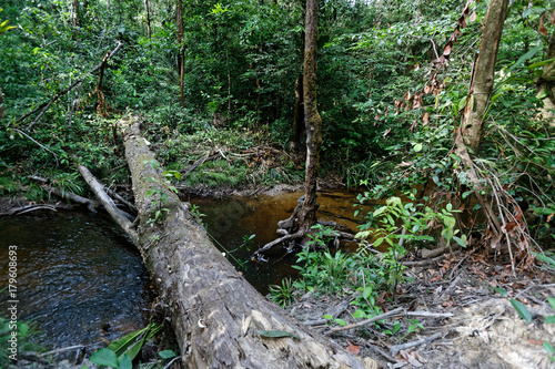 La nature nous offre le passage entre les deux rives de la crique Coco au milieu de la forêt, Guyane française photo
