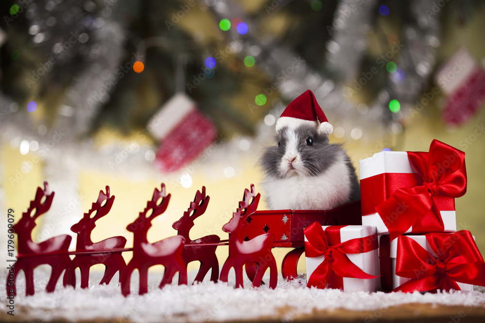 Obraz premium Funny bunny and Christmas background with winter decoration