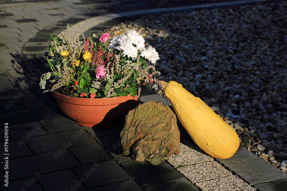 Kwiaty, dynia i kamień na chodniku z kostki w ogrodzie. - obrazy, fototapety, plakaty 