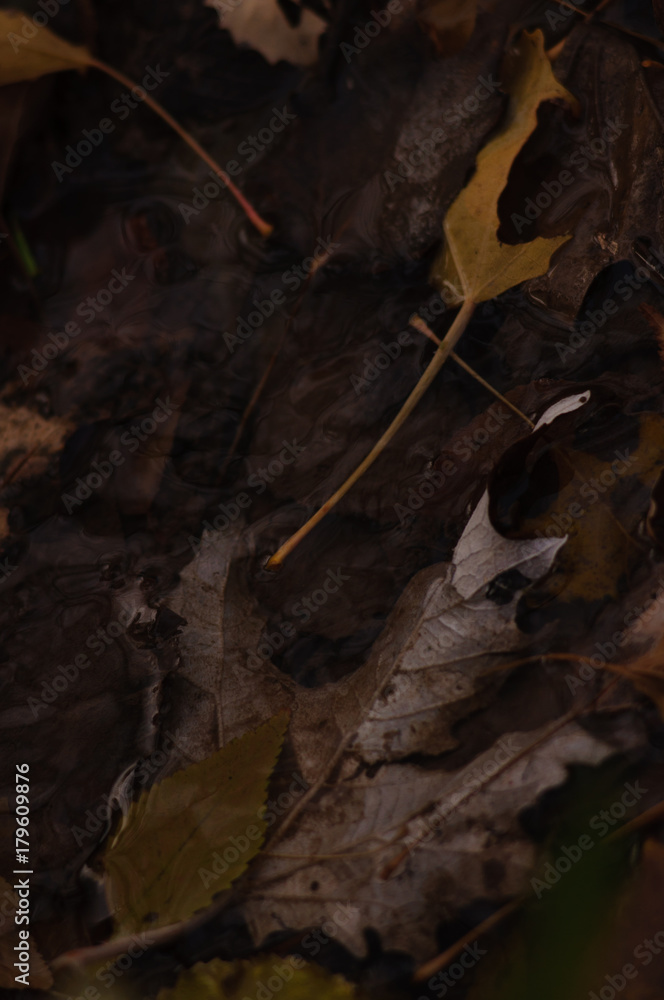 Autumn is a great time. Autumn is a great time.