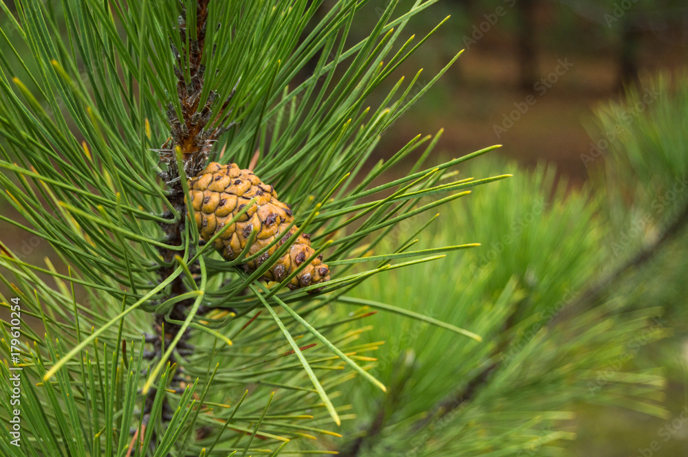 Bump on the pine in forest close up Bump on the pine in forest close up