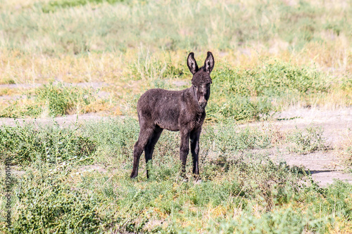 Little Donkey in the Nature