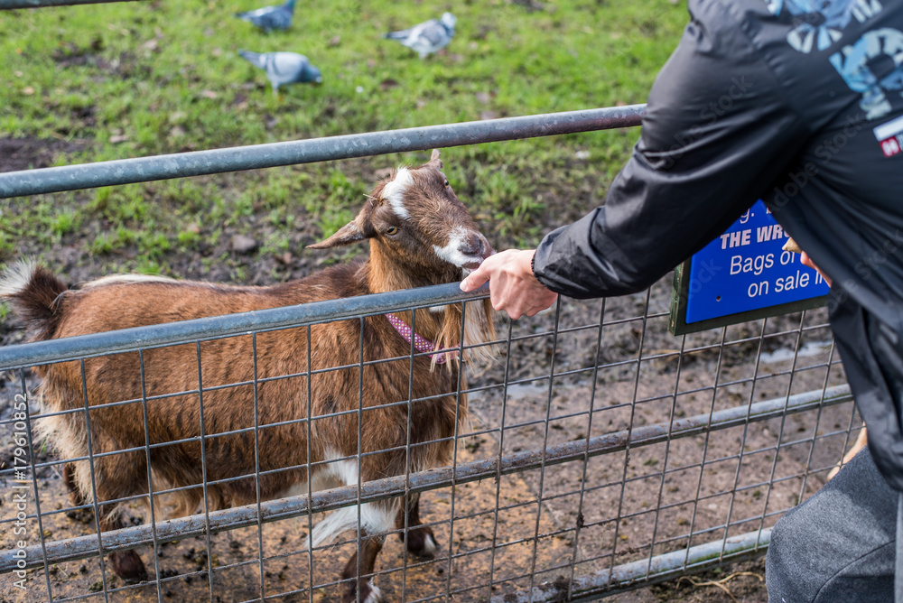 Goat who eat from hand