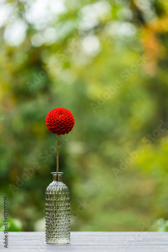 Fototapeta Naklejka Na Ścianę i Meble -  Dahlia in a glass vase