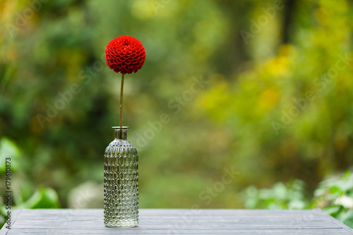 Dahlia in a glass vase photo