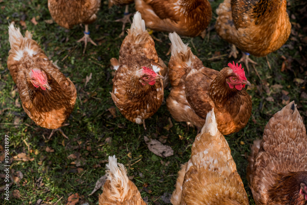 British farm chicken