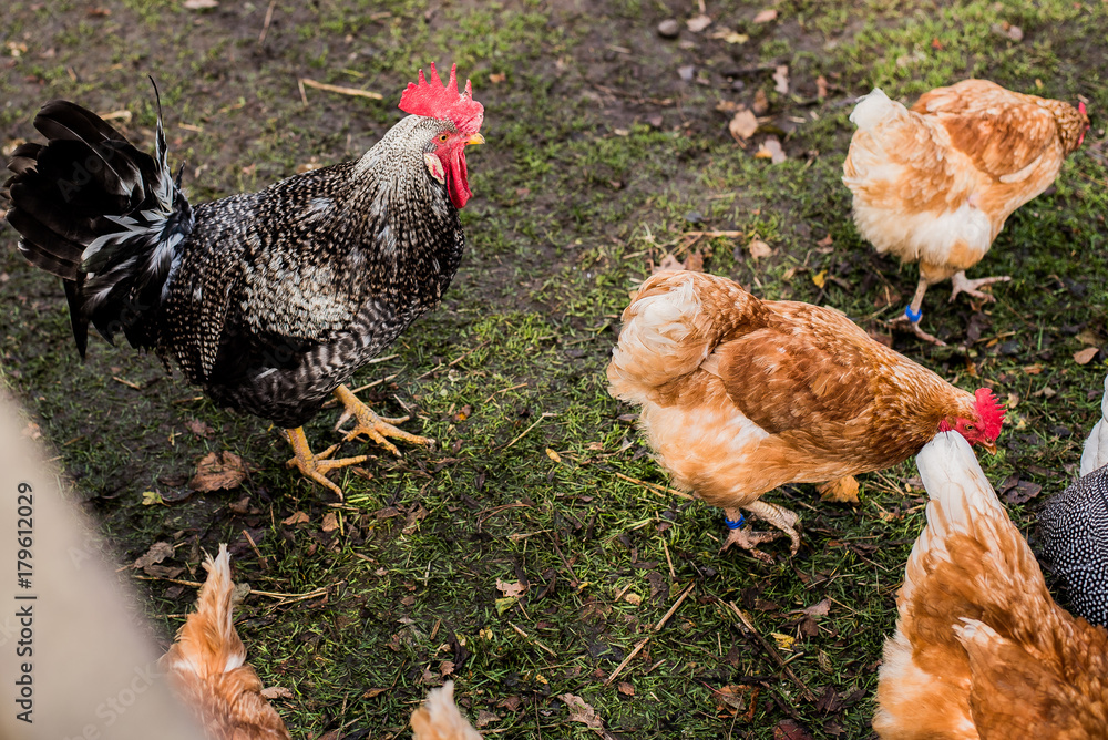 British rooster and chicken