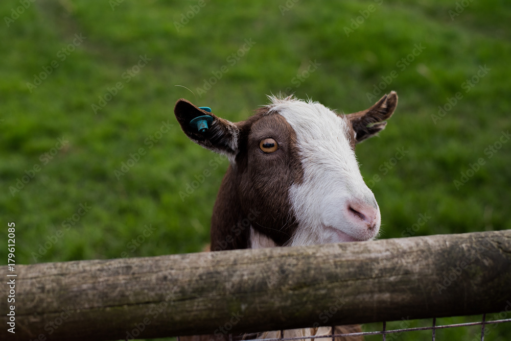 Goat