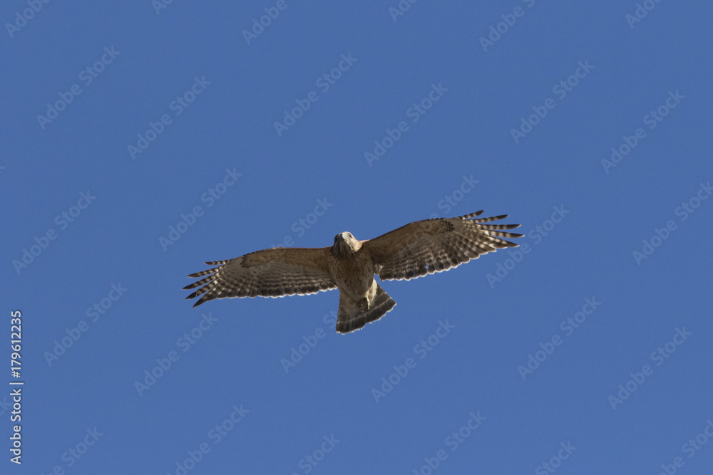 Obraz premium Red-shouldered Hawk in flight