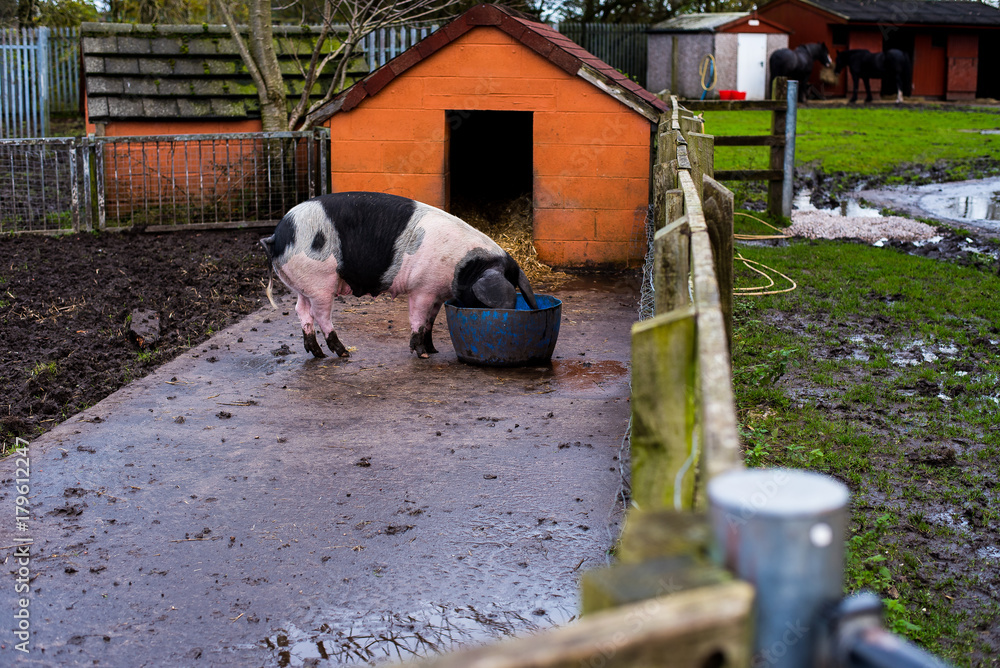 Big english pig