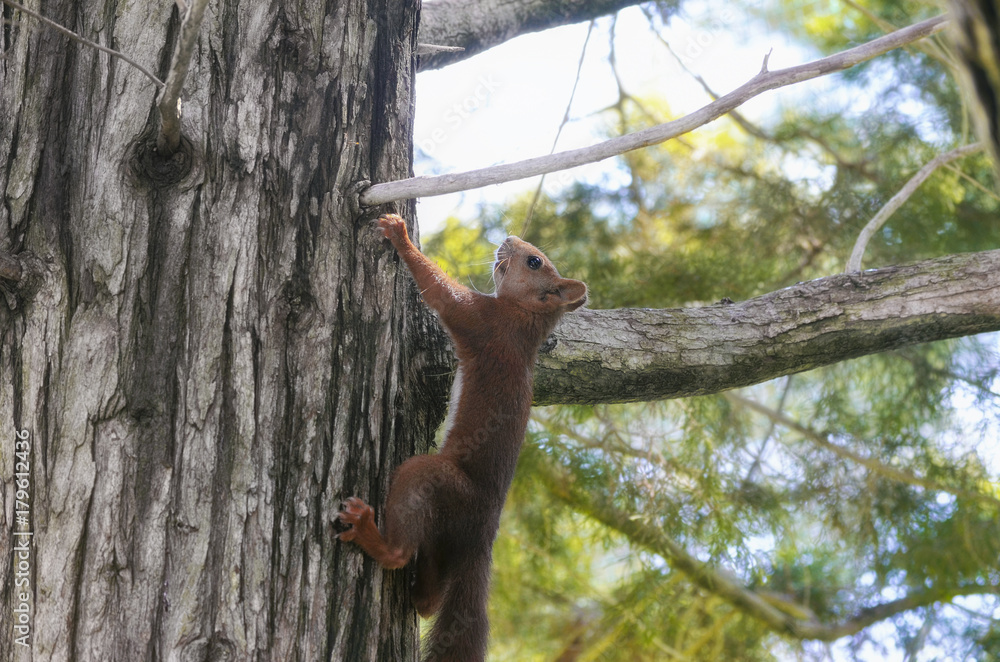 Sciurus vulgaris. Red squirrel going up by the trunk of a pine tree. Wildlife inside of mediterranean forest, in Spain. Limited light due to the shadow of the leaves. Soft focus.